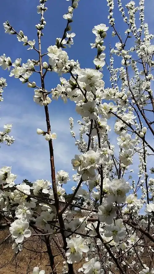 北镇大芦花国家地质公园