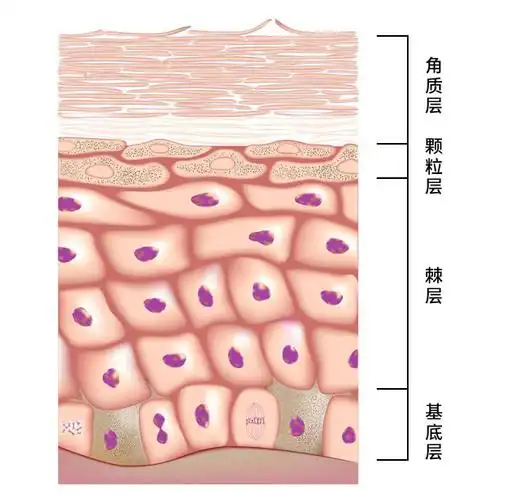 角质细胞连续不断的生成,最外层的旧角质会像污垢一样脱落,使表皮保持