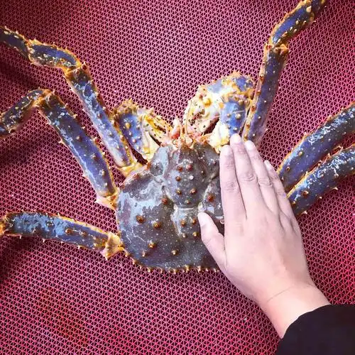 鲜活帝王蟹阿拉斯加俄罗斯帝王蟹霸王蟹超大皇帝蟹长脚蟹一斤单价