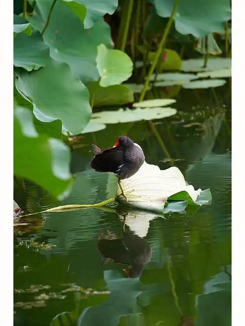 北京陶然亭公园里的红嘴黑水鸡20220801