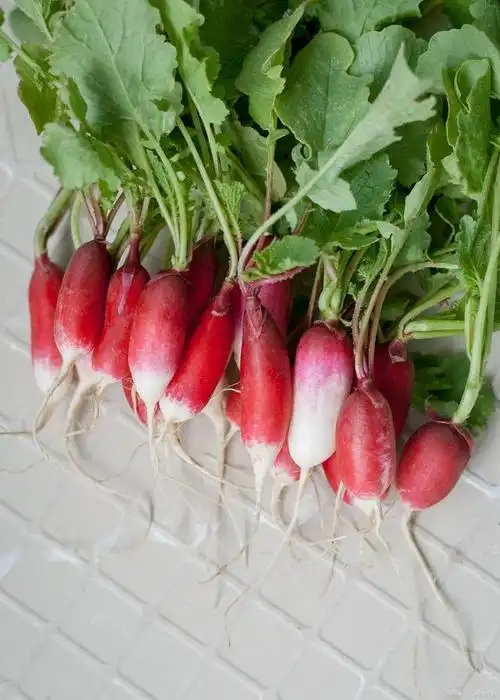 水萝卜的种植方法