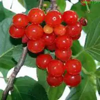 微信头像水果草莓