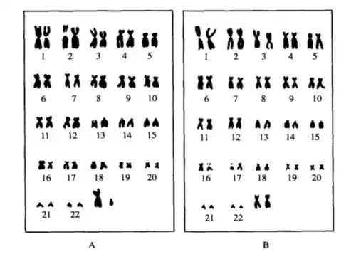 男女不同,称为性染色体(sex chromosome),男性为xy,女性为xx