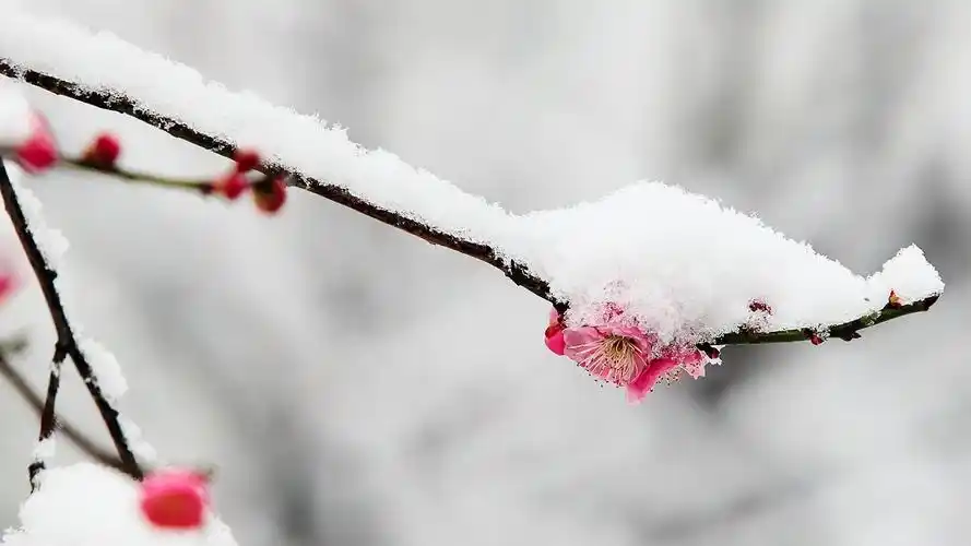 傲雪凌霜红梅开