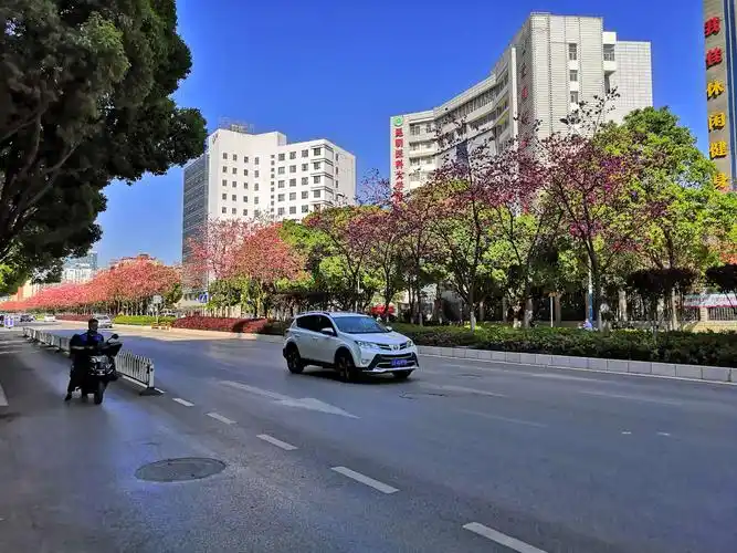 昆明的樱花大道