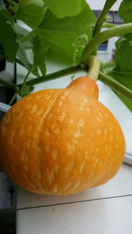 自种日本品种小南瓜熟啦! - 美篇