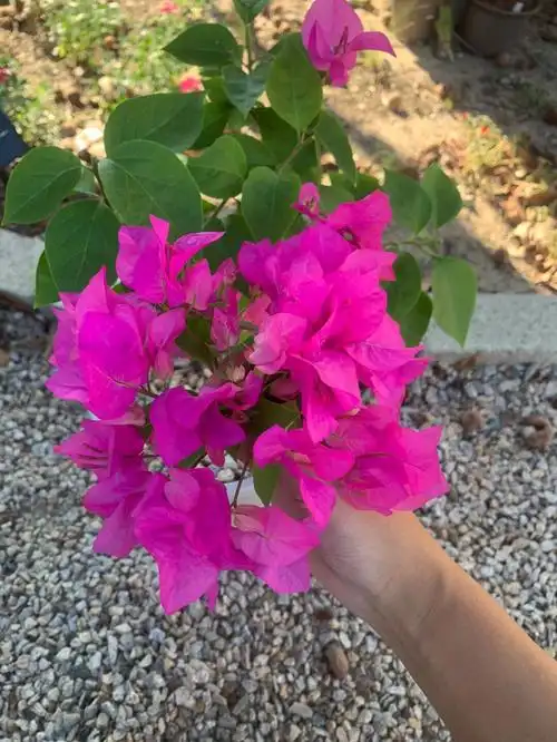 三角梅水红宫粉