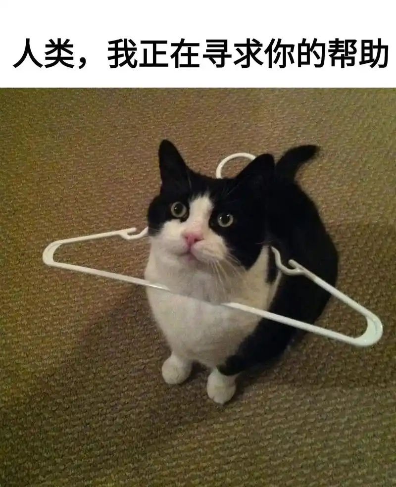 我需要你的帮助!#meme #猫猫图鉴 #小猫咪是看不 - 抖音