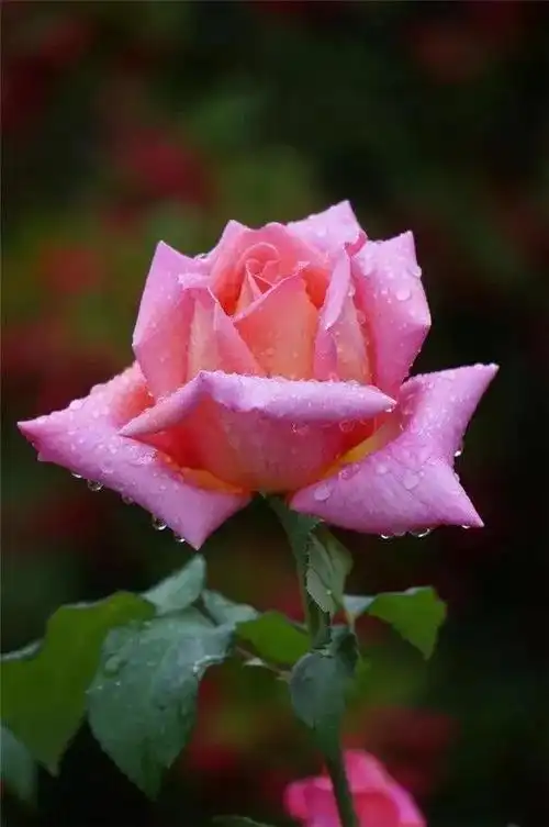 漂亮的花图片「漂亮的花图片大全大图简笔画」