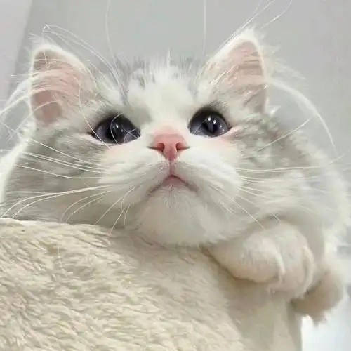 可爱猫咪图片头像 可爱猫咪微信头像