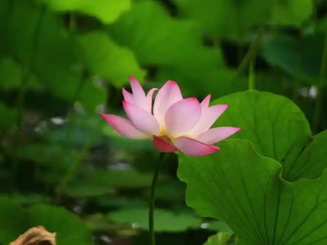 夏日美景惟荷花