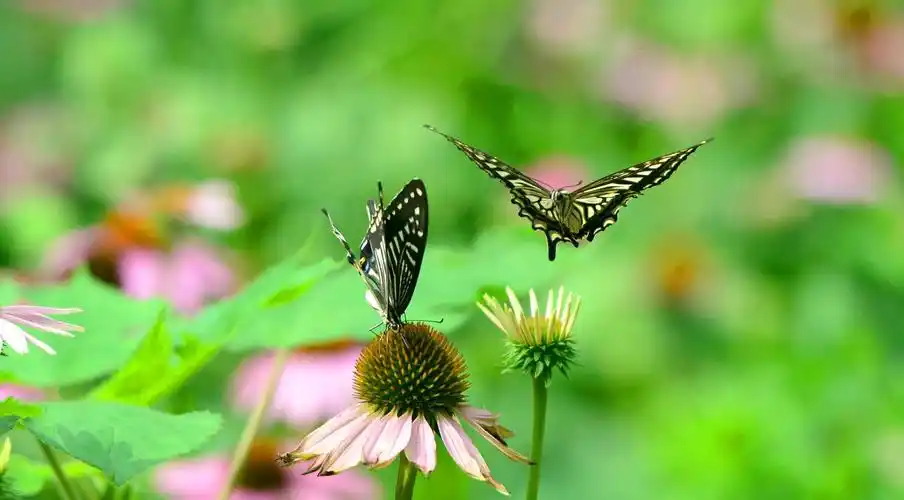 比翼双飞,一组拍摄于开元寺的蝴蝶送有情人_高清图集_新浪网