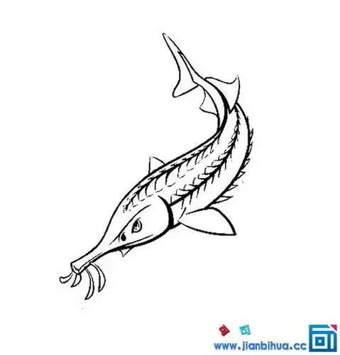 彩虹鲟鱼简笔画