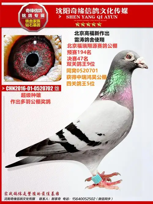 信鸽在线拍卖平台 - 中国信鸽信息网