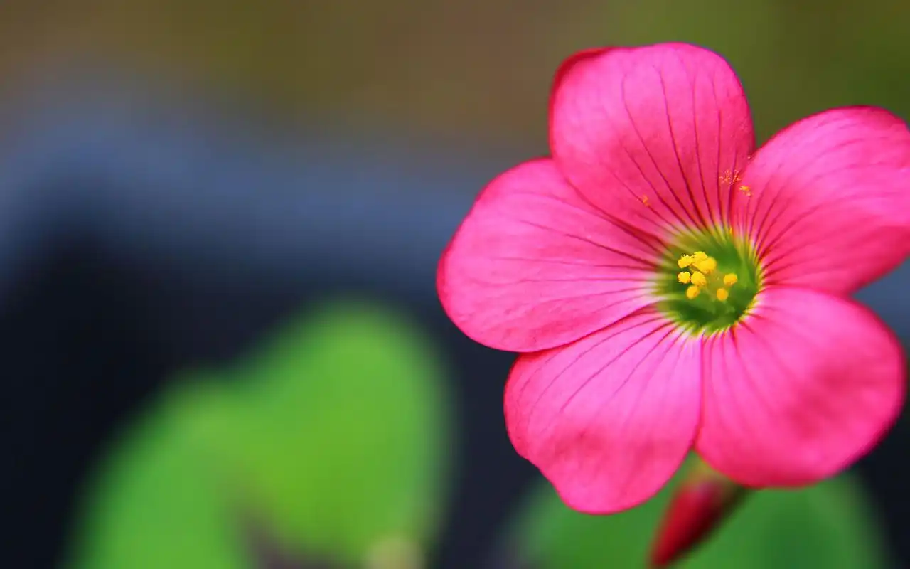 清新淡雅的小花图片桌面壁纸