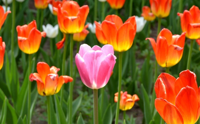 郁金香的寓意为珍贵,高雅,体贴,聪颖,善良.