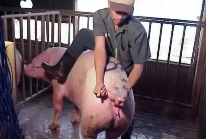 把握母猪的准确配种时间这些地方你未必知道