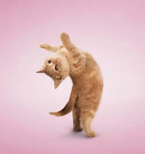 孕期高级瑜伽动作——猫式