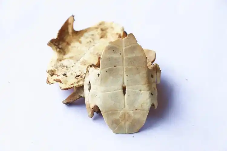 中药材龟板-云图网-云图视觉_正版图片库 媒体图片库