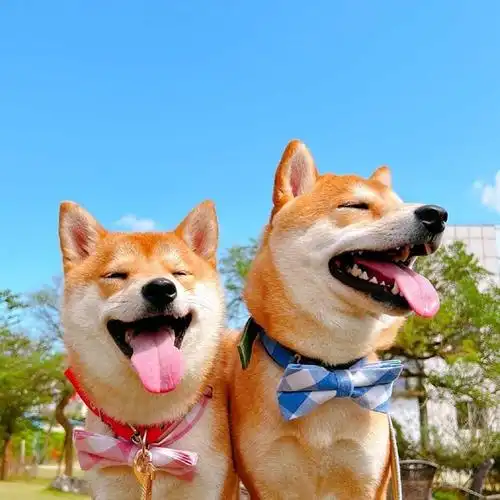 好多好多可爱快乐小动物