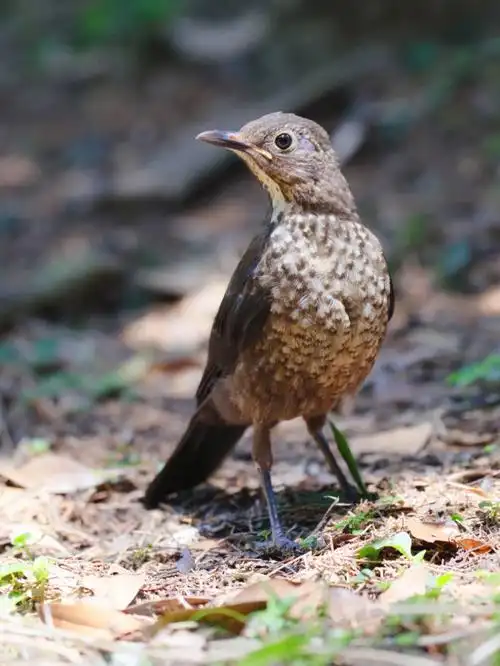 今日野拍乌鸫幼鸟