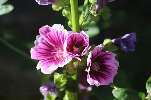 锦葵---送7月10日花草交换会上的朋友!