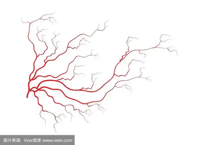 人体血管,红色血管设计.矢量插图孤立在白色背景
