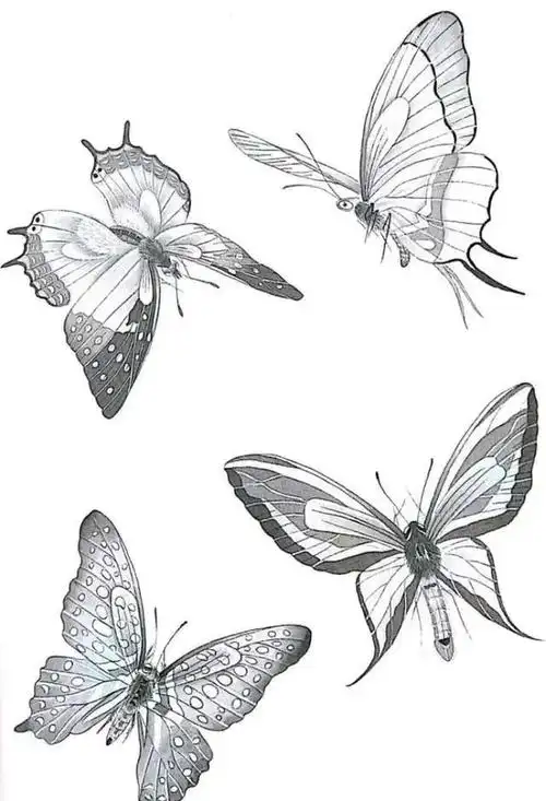 一组蝴蝶工笔画白描素材,太美啦,记得收藏!