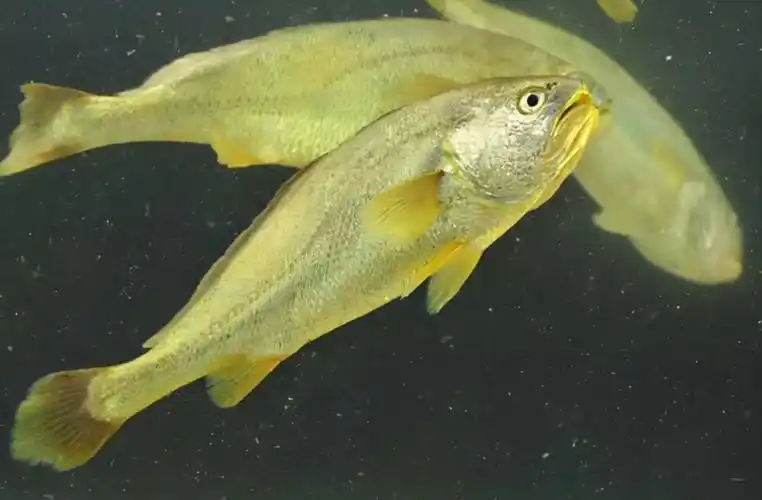 舟山渔民3天捕获171尾野生大黄鱼,为何这么值钱?