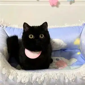 曼基康矮脚猫黑色