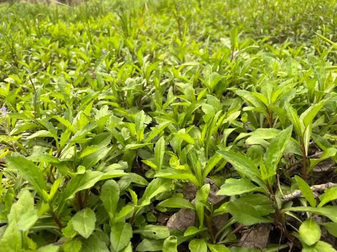 一起去挖野菜呀