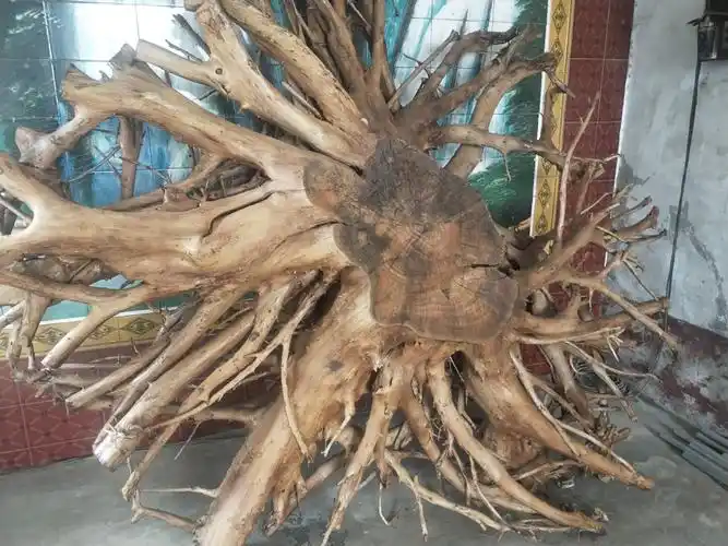 100多年山榆树根,直径2米,酒店,茶社,办公室