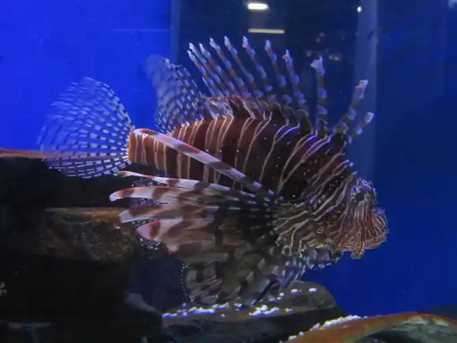 狮子鱼图片鱼类狮子鱼