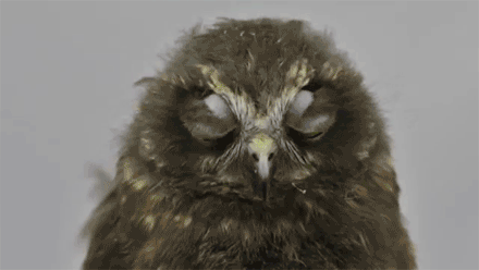 猫头鹰gif大眼萌gif眨眼gif可爱gif