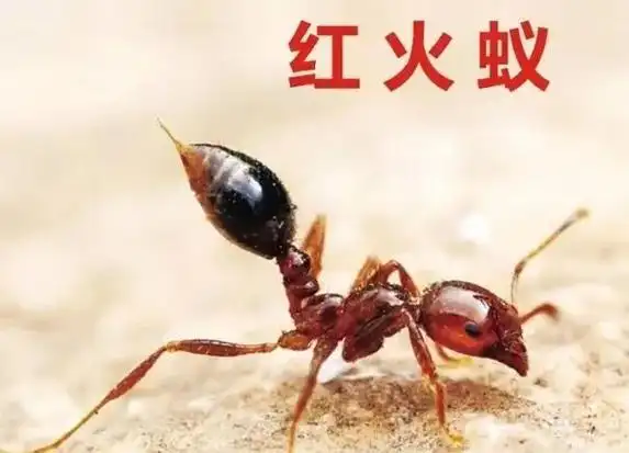 县林草局多措并举开展红火蚁秋季防控大行动