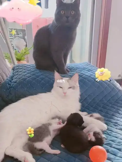 千万不要让蓝猫和布偶蓝双在一起