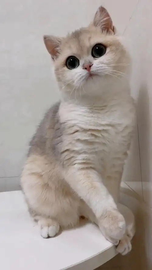 超可爱的蓝金渐层你爱上了吗