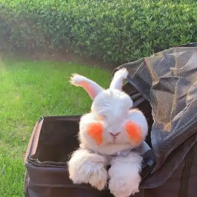 高清超萌可爱宠物兔子微信头像图片_动物头像_美头网