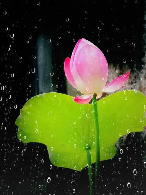 还是那个荷花,加了一个mix滤镜,水滴效果. - 白鹭洲873 - 图虫