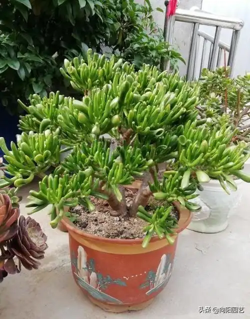 有些多肉品种不需要太强的光照,就拿玉树来说,它可以当成观叶植物一样