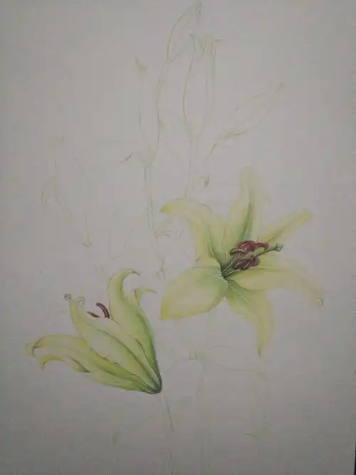 彩色铅笔画百合步骤图