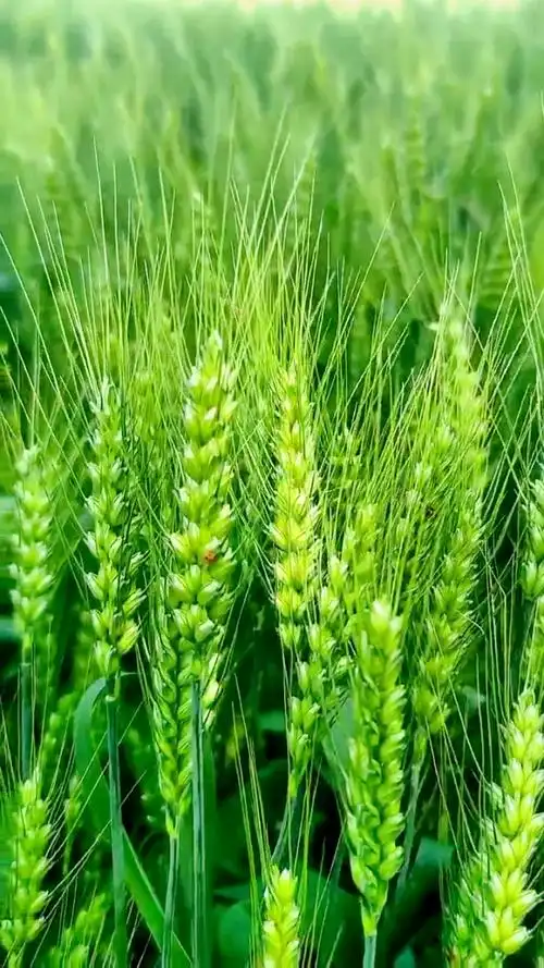 绿油油的麦子,散发出一股清香,微风轻轻的搏动着麦穗,带来初夏的微笑