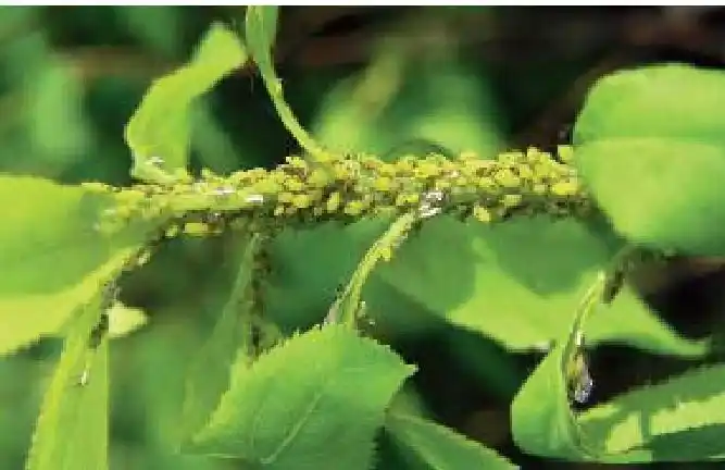 刺吸式害虫辽宁省园林绿化工作手册