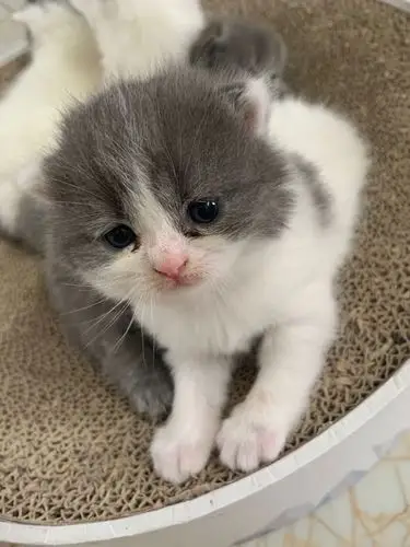 家里新出生的四只小英短寻主人