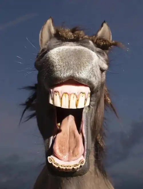 一张动物开怀大笑的图片