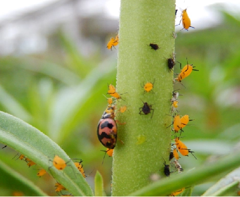 六斑月瓢虫捕食蚜虫