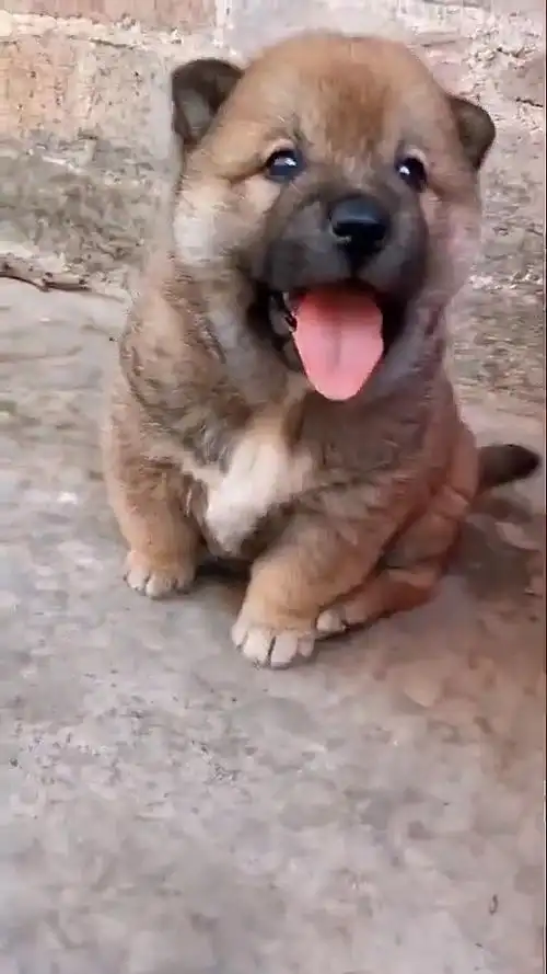 中华田园犬小时候太可爱了让你不知不觉的喜欢它