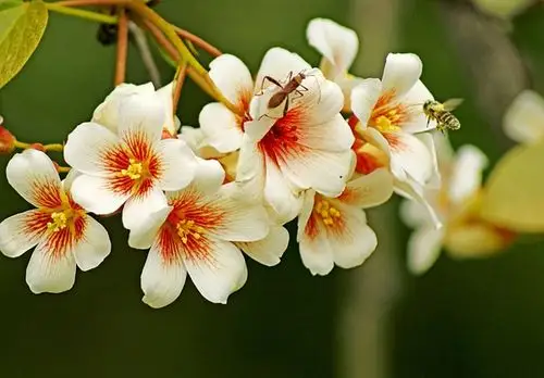 倒春寒在我们这方又叫冻桐子花桐子花开以后寒冷便不再来了