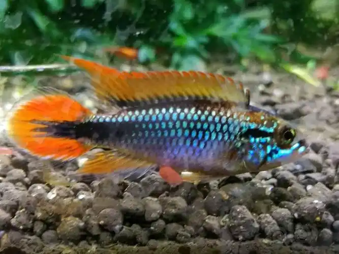 短鲷漂亮的超红阿卡西