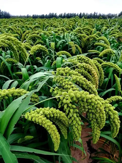 我旗谷子丰收再望